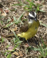 Myiozetetes cayanensis