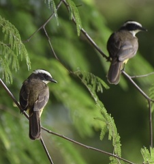 Myiozetetes cayanensis