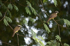 Myiozetetes cayanensis