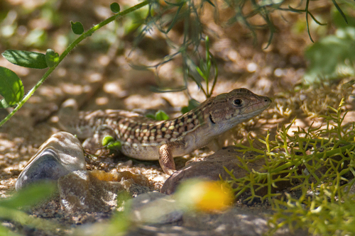 Acanthodactylus margaritae