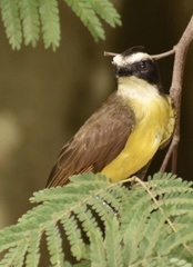 Myiozetetes cayanensis