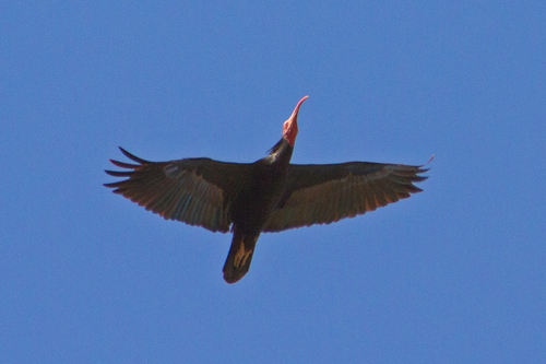 Northern Bald Ibis (Geronticus eremita), photo 6