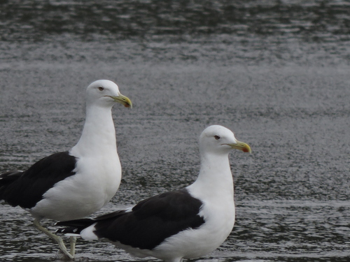 Gaviota cocinera (Larus dominicanus)