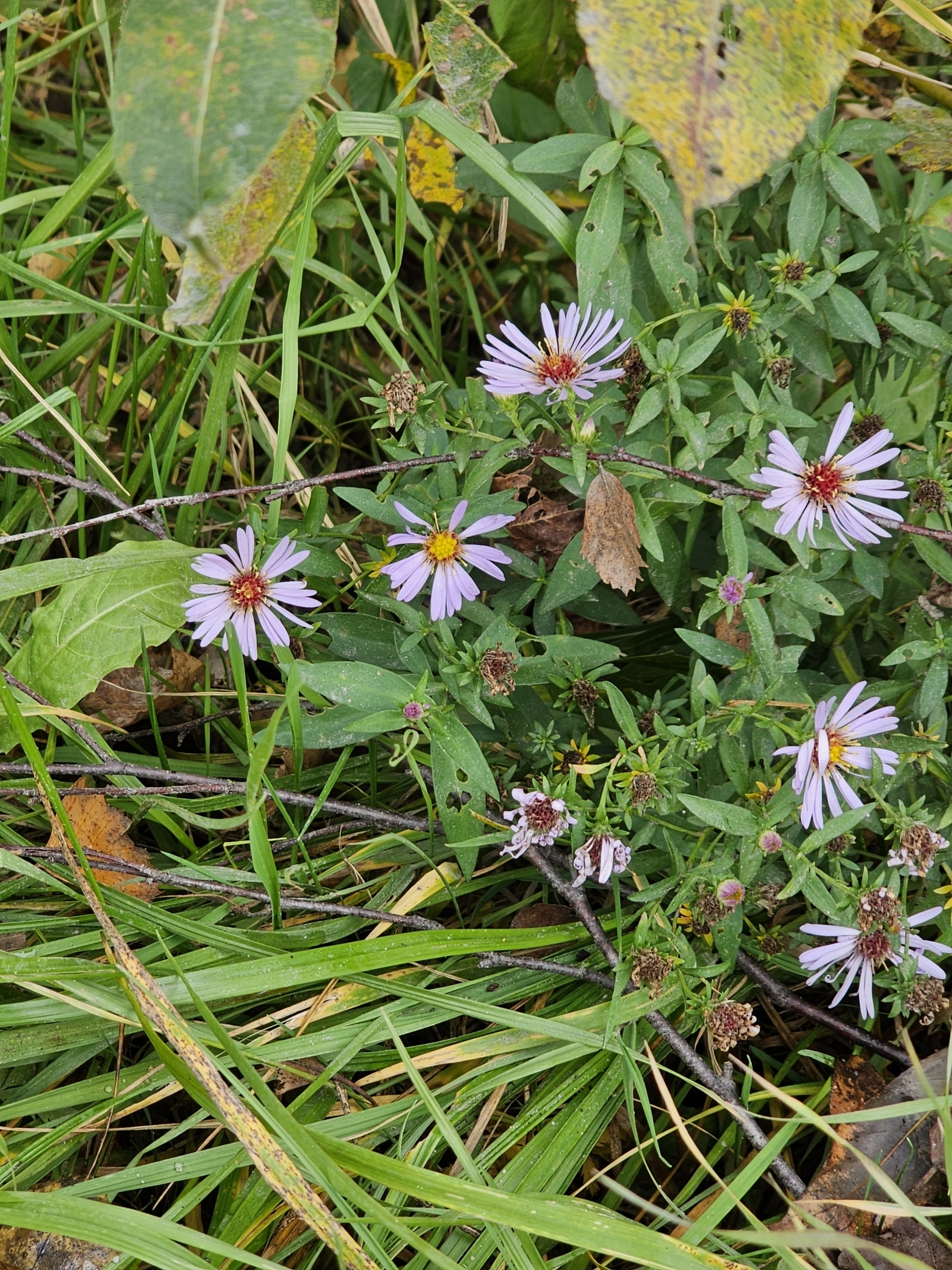 Michaelmas Daisy (Symphyotrichum novi-belgii)