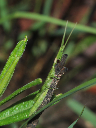 Grass-mimicking Grasshopper