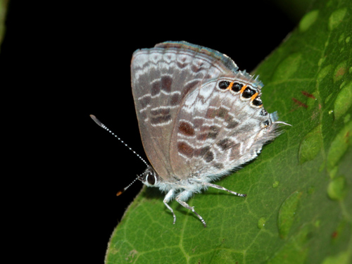 Monile gemmifera