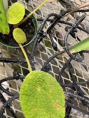 Pilea mollis