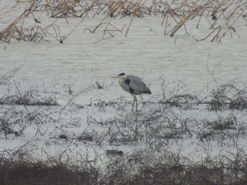 Grey Heron