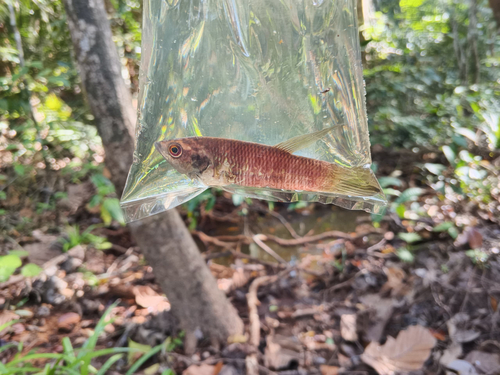 Giant betta