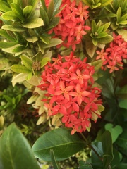 Ixora