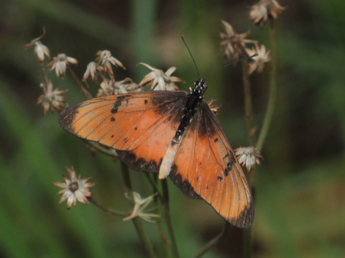 Natal Acraea
