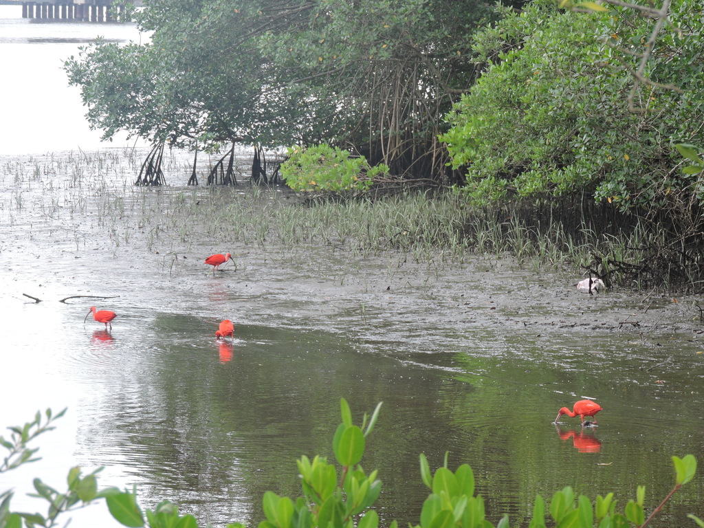 Several scarlet ibises wading in shallow water in front of mangroves