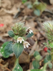 Lepidagathis incurva