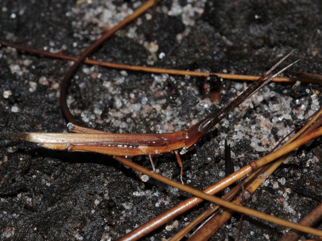 Culmulus