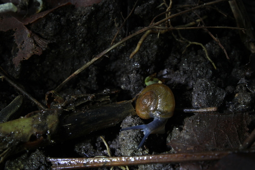 Oxychilus draparnaudi