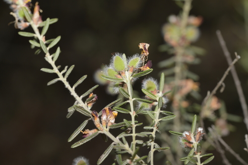 Aotus subglauca observed 2025-10-03