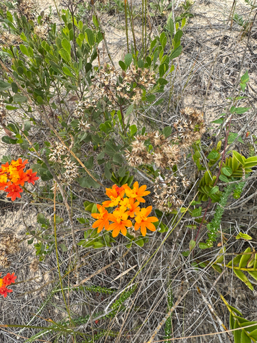 Shining Orchid (Epidendrum fulgens)