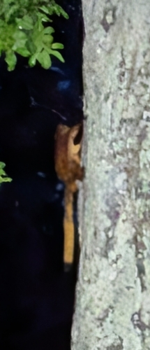 Red Giant Flying Squirrel