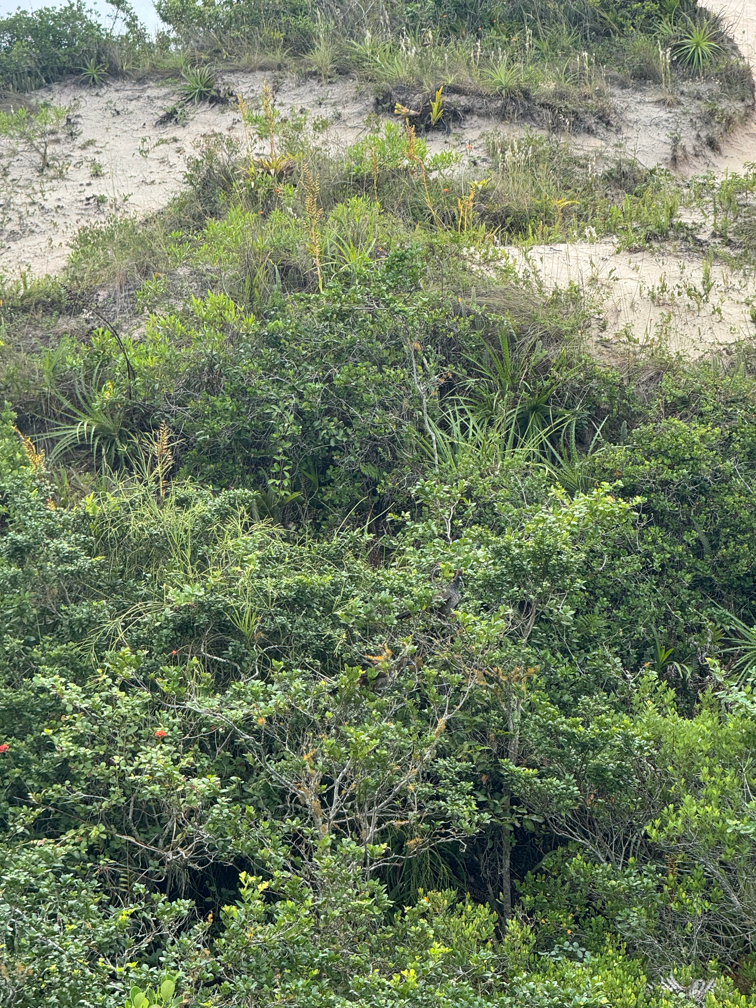 Scaled Chachalaca (Ortalis squamata), photo 8