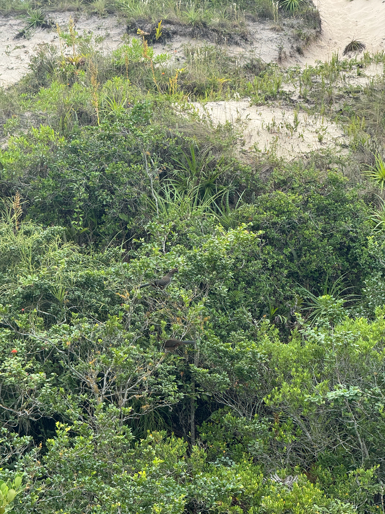 Scaled Chachalaca (Ortalis squamata), photo 9