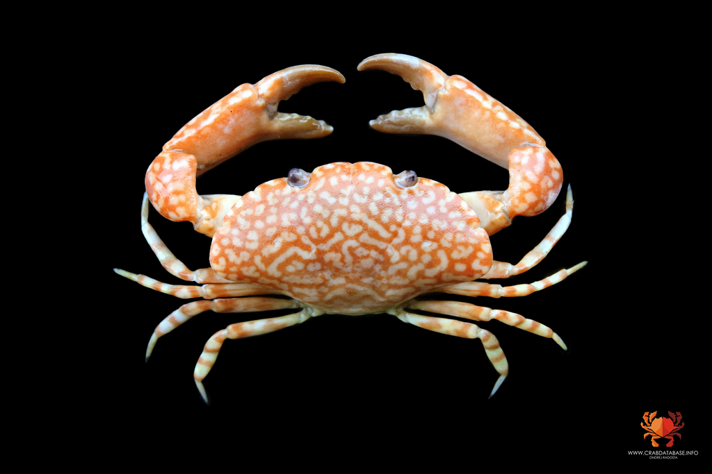 Paratergatis