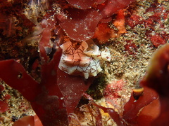 Eurylepta californica