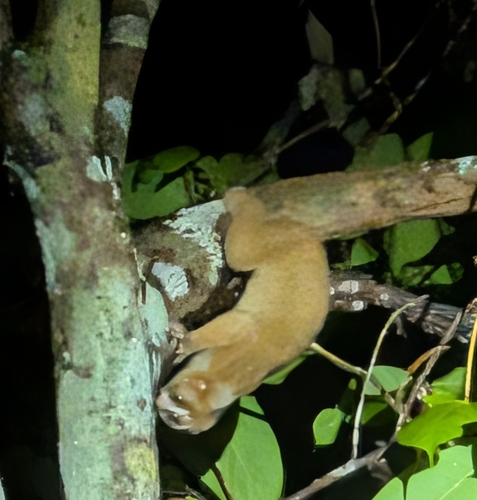 Philippine Slow Loris