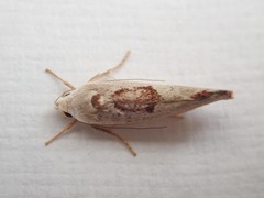Tymbophora peltastis