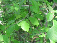 Hydrophoria lancifer