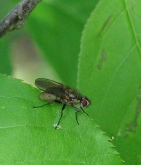 Hydrophoria lancifer