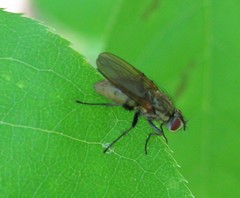 Hydrophoria lancifer