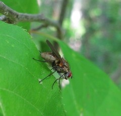 Hydrophoria lancifer