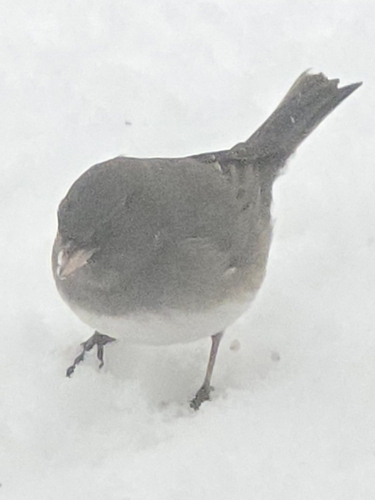 Dark-eyed Junco