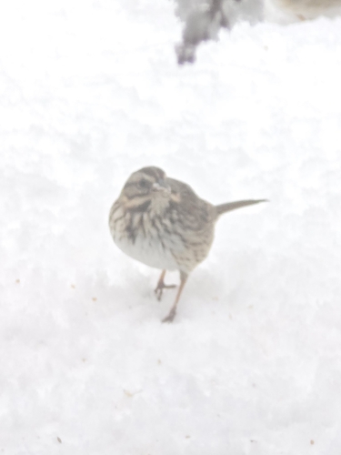 Song Sparrow