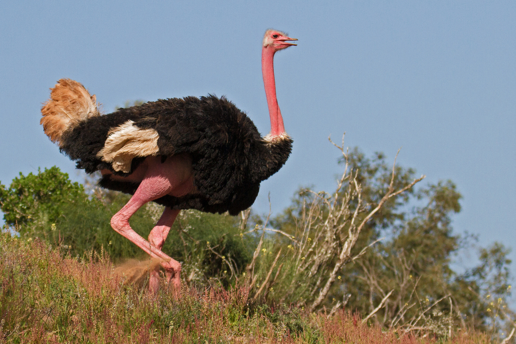 Common Ostrich