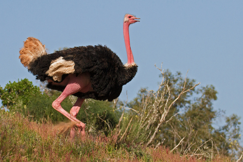 Common Ostrich