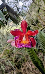 Sobralia dichotoma, photograph (c) Thibaud Aronson, some rights reserved (CC BY-SA)