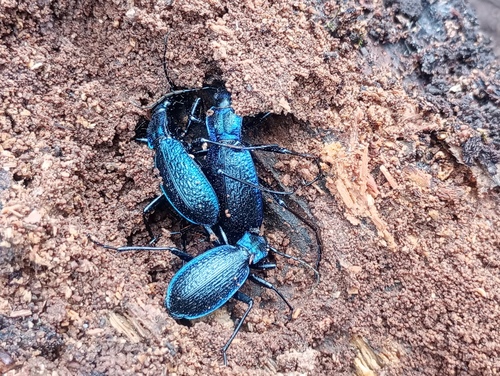 Blue Ground Beetle photo 5