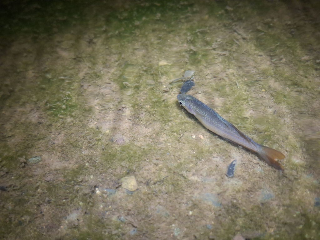 Australian rainbowfish (Melanotaenia australis) — Melanotaeniidae