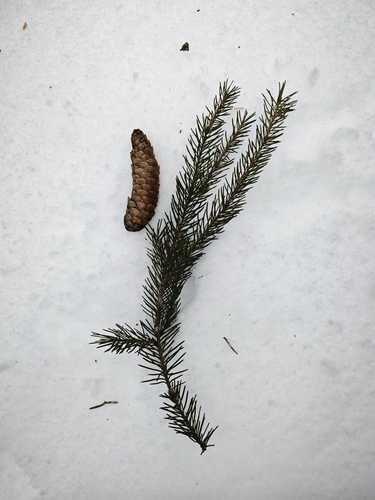 Picea × fennica, photograph 6