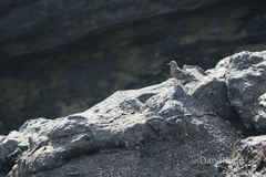 Cinclodes taczanowskii