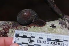 Monadenia subcarinata