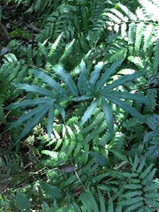 Arisaema heterophyllum