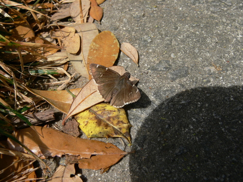 Southern Cloudywing photo 6