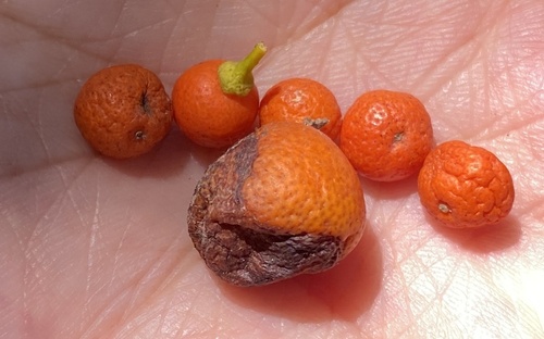 Citrus japonica iNat (3)
