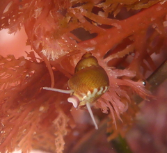 Phasianellidae