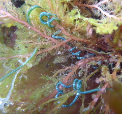 Chaetomorpha spiralis