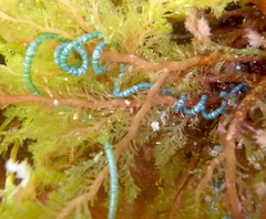 Chaetomorpha spiralis