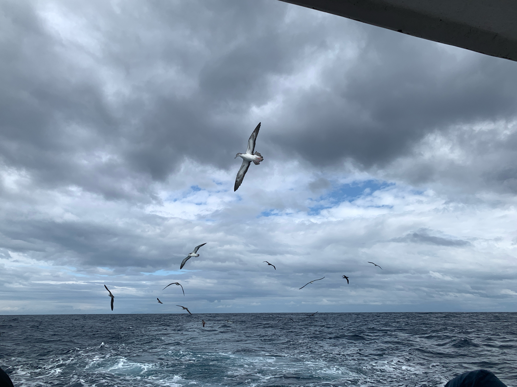 Streaked Shearwater (Calonectris leucomelas), photo 1
