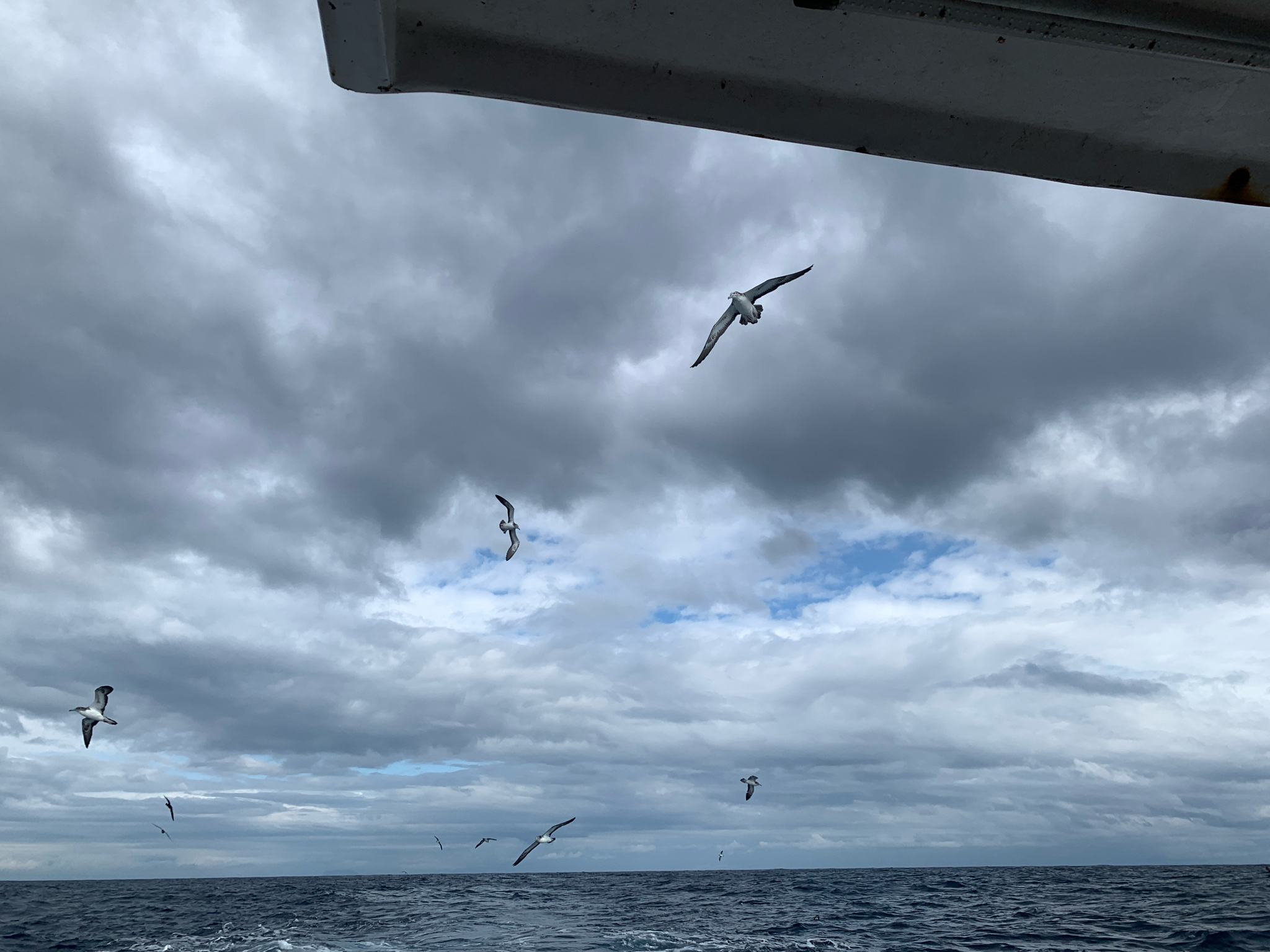 Streaked Shearwater (Calonectris leucomelas), photo 7